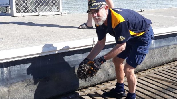 Coast guards rescued an echidna from the clutches of the ocean.
