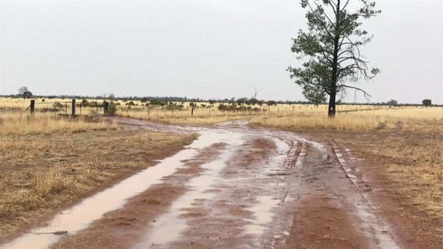 More than 20mm of rain fell overnight at Simon Maller's property, 80km north of St George in southern Queensland.