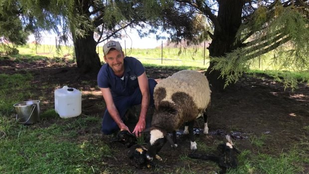 Graham helps deliver three lambs in Guyra.