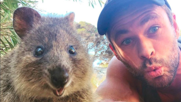 Chris Hemsworth's quokka selfie has gone global.