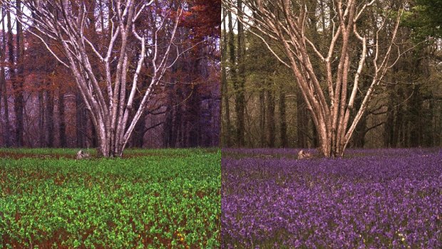 A field of bluebells from the perspective of a human (right) and a bee (left) generated by the Quantitative Colour Pattern Analysis (QCPA) framework.