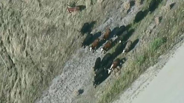 Cows being herded at the scene at Koo Wee Rup.