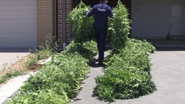 The storage of cannabis crops is a particular challenge for Victoria Police.