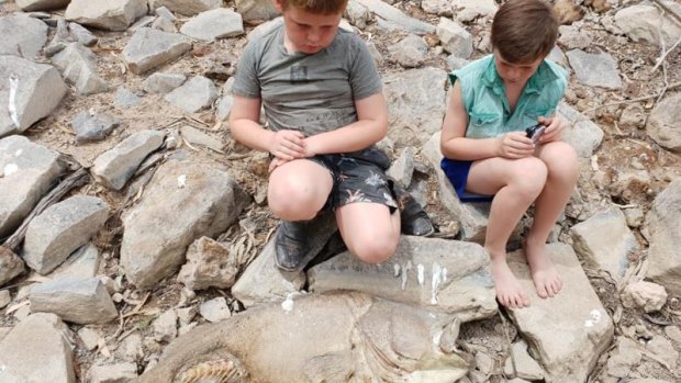 Eight-year old Cooper Moroni (left) and Riley, 11, inspect a dead Murray cod on the banks of the Darling River at Pooncarie.
