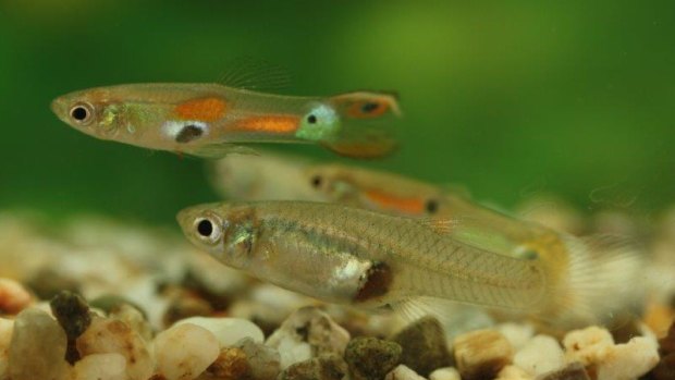 Guppies can change the colour of their irises to black to signal aggression.