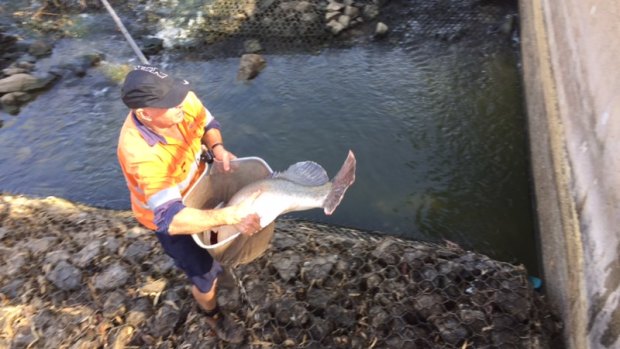 A Murray Cod being relocated by a DPI fisheries staff member at Menindee on the lower Darling River on Thursday.