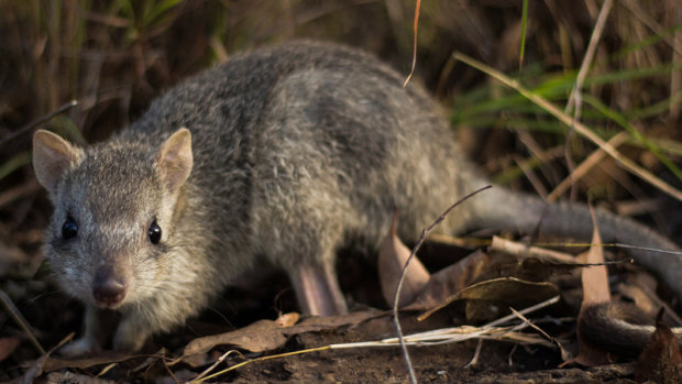 The critically endangered northern bettong.