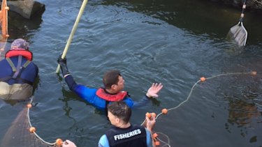 Murray Cod were captured for relocation at Menindee and will be relocated 590 kilometres away.