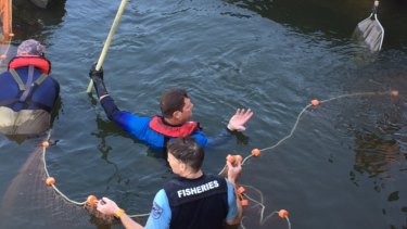 Catch of the day: Murray cod being captured for relocation by DPI fisheries staff on Thursday at Menindee on the lower Darling River.