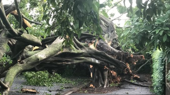 A tree across Sandgate Road at Clayfield on Tuesday morning after further storms and heavy rain for south-east Queensland. 