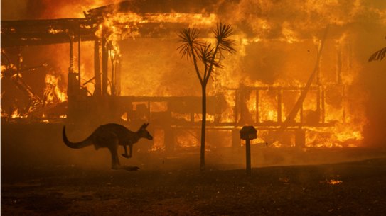 Gary Henderson and Sara Tilling with a few of their rescue animals; Abbott’s photo of a roo silhouetted by flames went around the world.