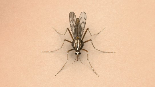 A mosquito image. 