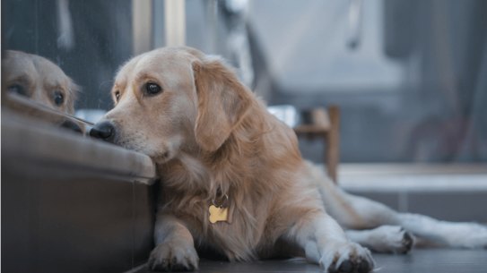 According to a study, one in five of the nation’s 4.6 million pet dogs – and a quarter of all pet cats – were acquired during the pandemic.