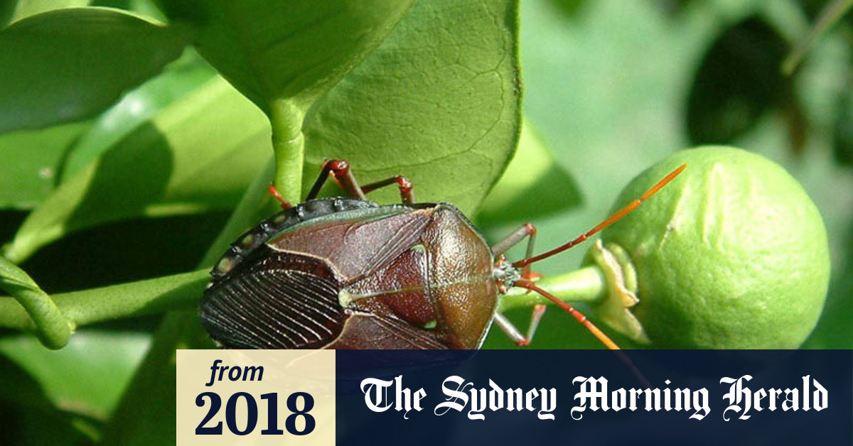 Australia Saves Nz From Stink Bug Invasion That Could Hurt Kiwi Plants Economy