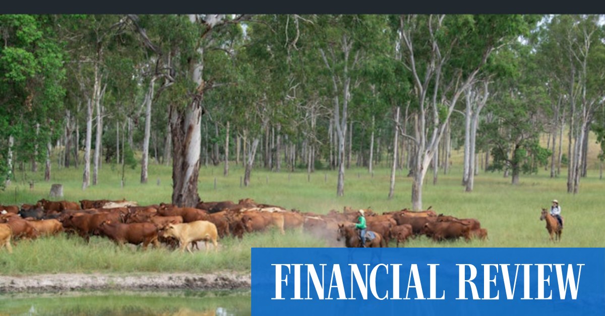 Record beef prices: Farmers snap up $23m of cattle properties at auction from Rockhampton to Condobolin - Vimarsana News