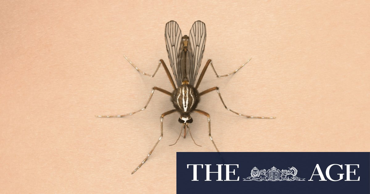 今年の夏、ビクトリア州では蚊による疫病が増加しており、日本脳炎などのウイルス感染のリスクが高まっています
