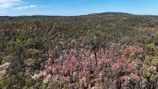 Dying trees are evident in the jarrah forests in WA.