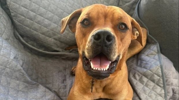 ‘We just want Oakley back’: Perth family’s petition calling for pup’s return gathers pace