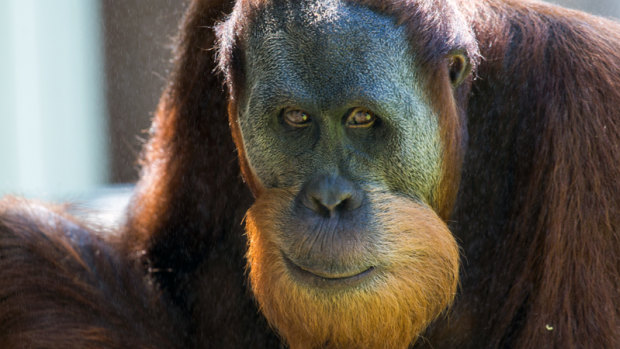 Malu the Sumatran orangutan, 15, escaped from his enclosure on Friday and sent Melbourne Zoo into lockdown.