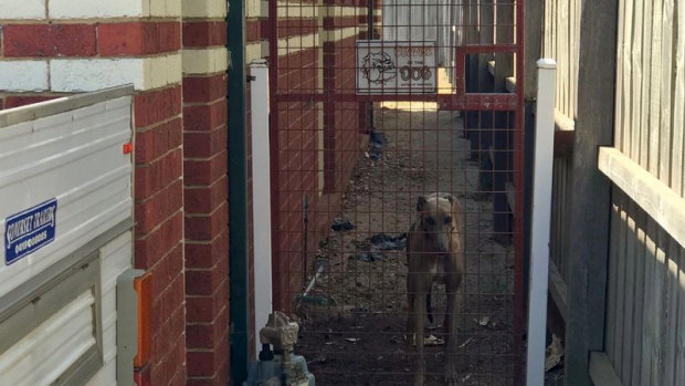 9 News reports another greyhound was seen on the property behind a fence warning others to 'beware of the dog'.