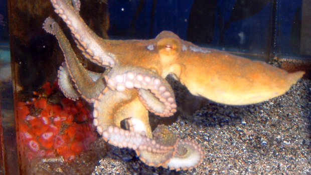 A California two-spot octopus.