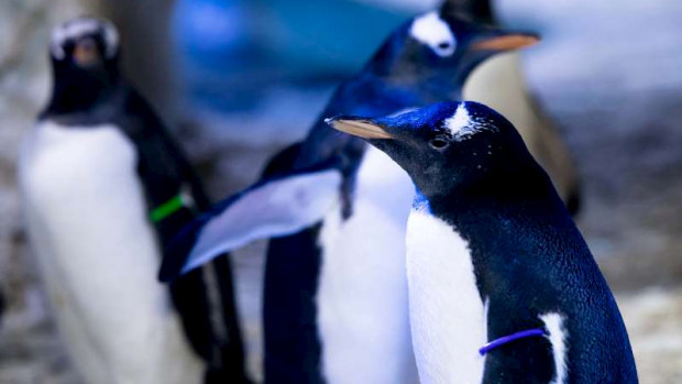 A same-sex penguin couple will raise a "genderless" chick.