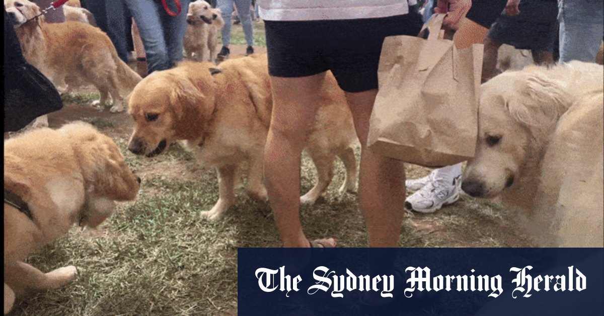 Dazzling day out for 1000 golden retrievers (and owners)