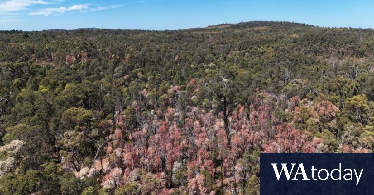 WA's forests are dying, just like in a coral bleaching event - Vimarsana News