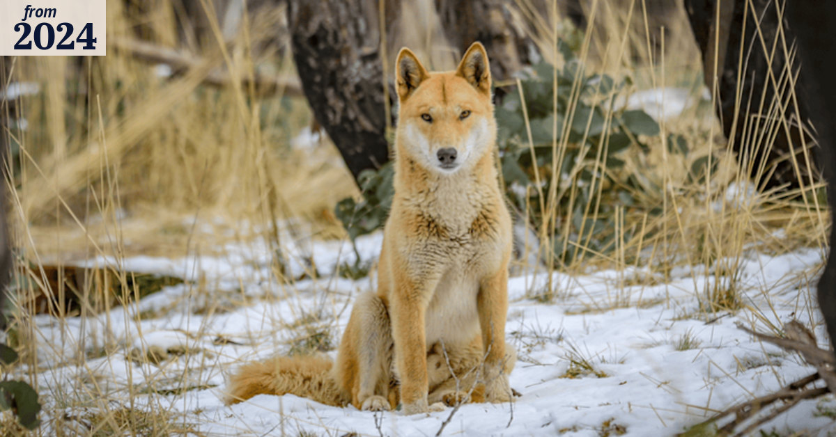 Dingoes and ‘wild dog’ myth threatening native species