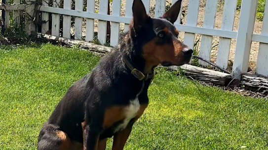 19-month-old Capree Eve from central western NSW has set a new record for Australian kelpies, fetching $49,000 at auction on Thursday.