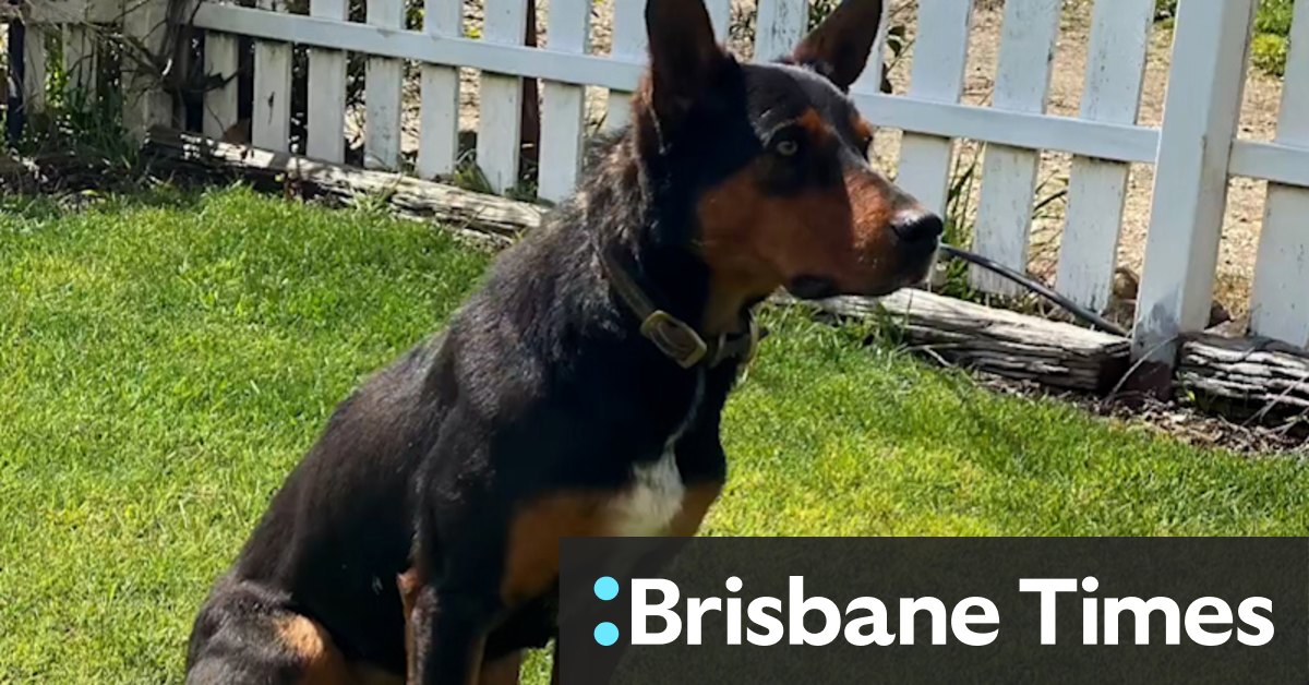 The $49,000 dog: Eve the kelpie sets new Australian record - Vimarsana News