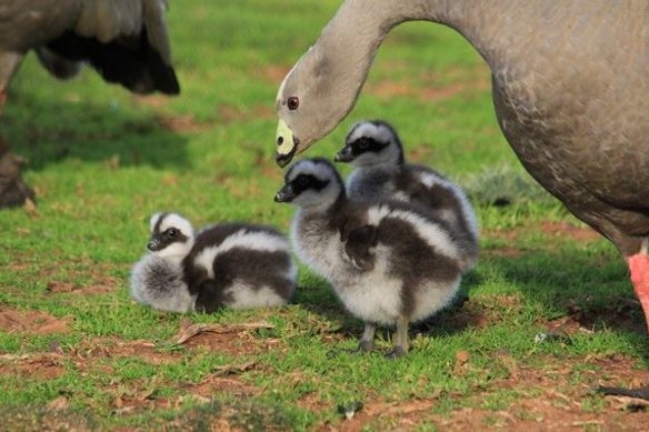 Cape Barren geese have bred in greater numbers on Phillip Island since foxes were eradicated. 