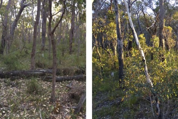 Old growth jarrah with less understorey brush and a section of burnt jarrah forest with dense understorey growth.