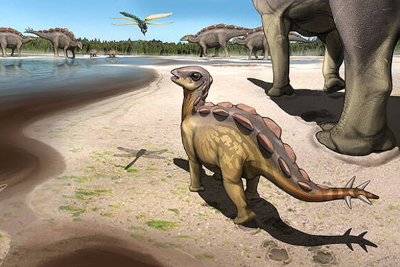 An artist’s impression of the baby stegosaur walking across the mudflats of the early Cretaceous.
