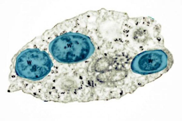 Nature’s solution: the Wolbachia bacterium.