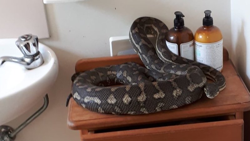 Gorged Python Chills In Brisbane Family S Bathroom