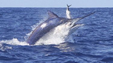 A file picture of a marlin.