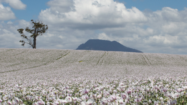 Tasmanian Alkaloids manufactures controlled substances providing medicinal opiates from poppy varieties grown on farms in Tasmania.