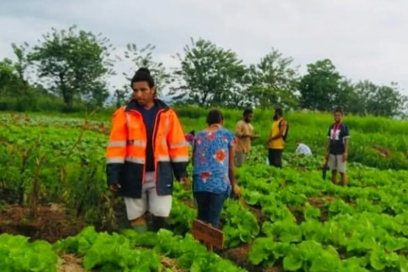 Green thumb: Albert putting her insect and plant expertise to use in PNG.