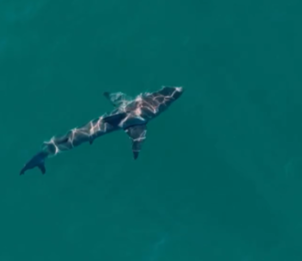 Stephen Dennehy saw a shark on his drone in the water at Coogee Beach after the attack.