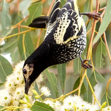 The Regent Honeyeater, photographed by Campbell Paine