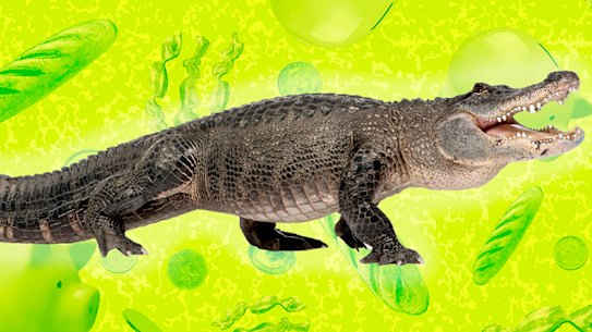 This week on Money Diaries, a registered nurse on $45,225 travels around Western Australia while trying to keep her daily steps up.