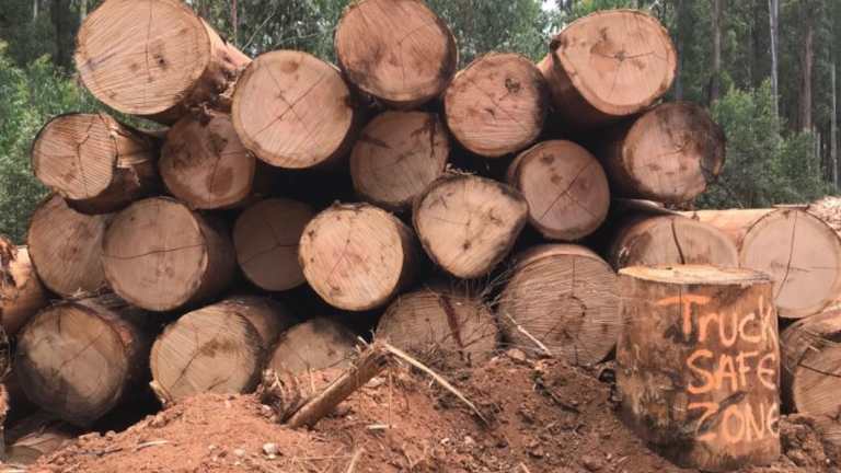 Mountain ash logs piled up at a site in the Yarra Ranges, north-east of Melbourne. Ring-counters would get close to 80 on most of them.