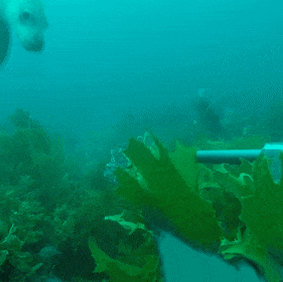 Sea lions call the area of the proposed marine park home.