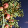 Ripe Robotics test robots picks an apple from an orchard. 