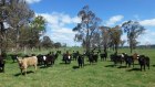 The Davies breed and fatten beef cattle at Walcha.