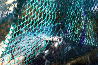 A bottlenose dolphin caught in a trawl net in the Pilbara. 