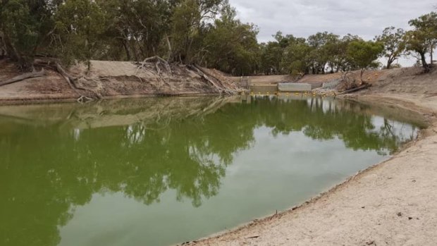 Blue-green algae on the Darling River at Pooncarie in far-western NSW.