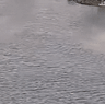 Whales in the Yarra River.