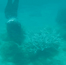 Scientists are hoping to find a way to save the coral on the Great Barrier Reef from climate change.